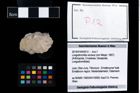 Foto (Objekt + Etikett) von Longodromites excisus (von Meyer, 1857)  (NHMW-GEO-2014-0194-0012)